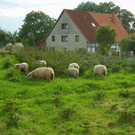 Schafe auf einer Weide vor einem Haus