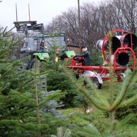 Traktor zwischen Weihnachtsbäumen von Brand's Weihnachtsbäume