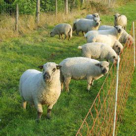 Schafe auf einer eingezäunten Weide